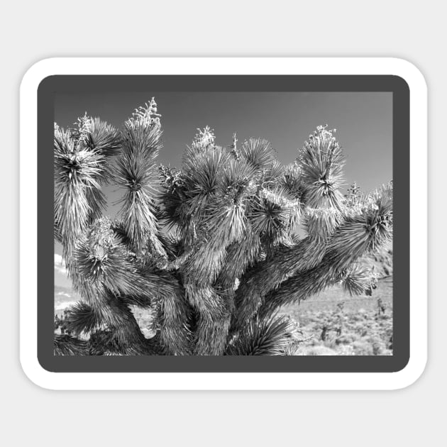 Joshua Tree Sticker by Rob Johnson Photography